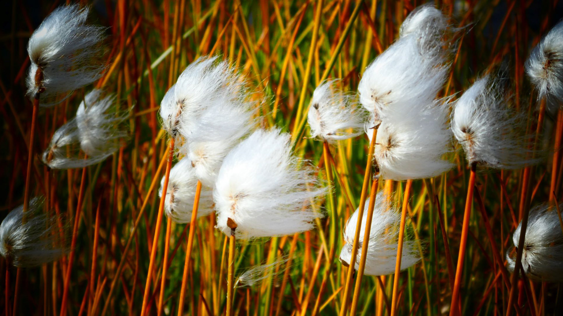 Nanortalik, Groenland, août 2019 / Nanortalik, South Greenland, August 2019