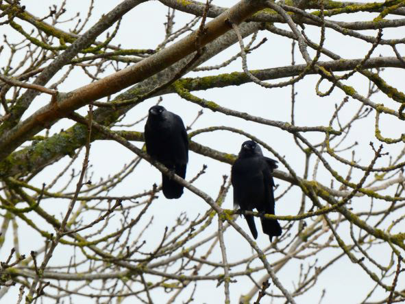 Mont Saint-Michel, Normandie, France, février 2020 / Normandy, France, February 2020