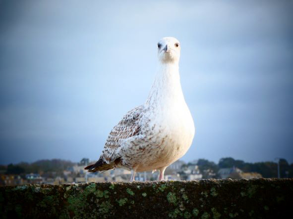 Saint-Malo , Bretagne, France, janvier 2020 / Saint-Malo, Brittany, France, January 2020