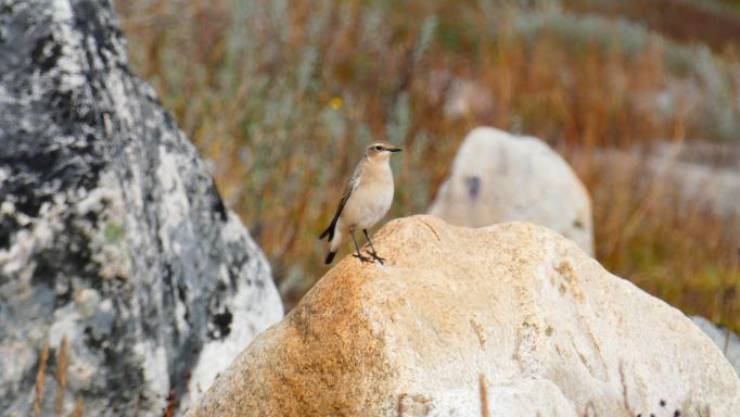 Le raquet kurde, Ipiutaq, Groenland, août 2019 / The Kurdish Wheatear, Ipiutaq, South Greenland,August 2019