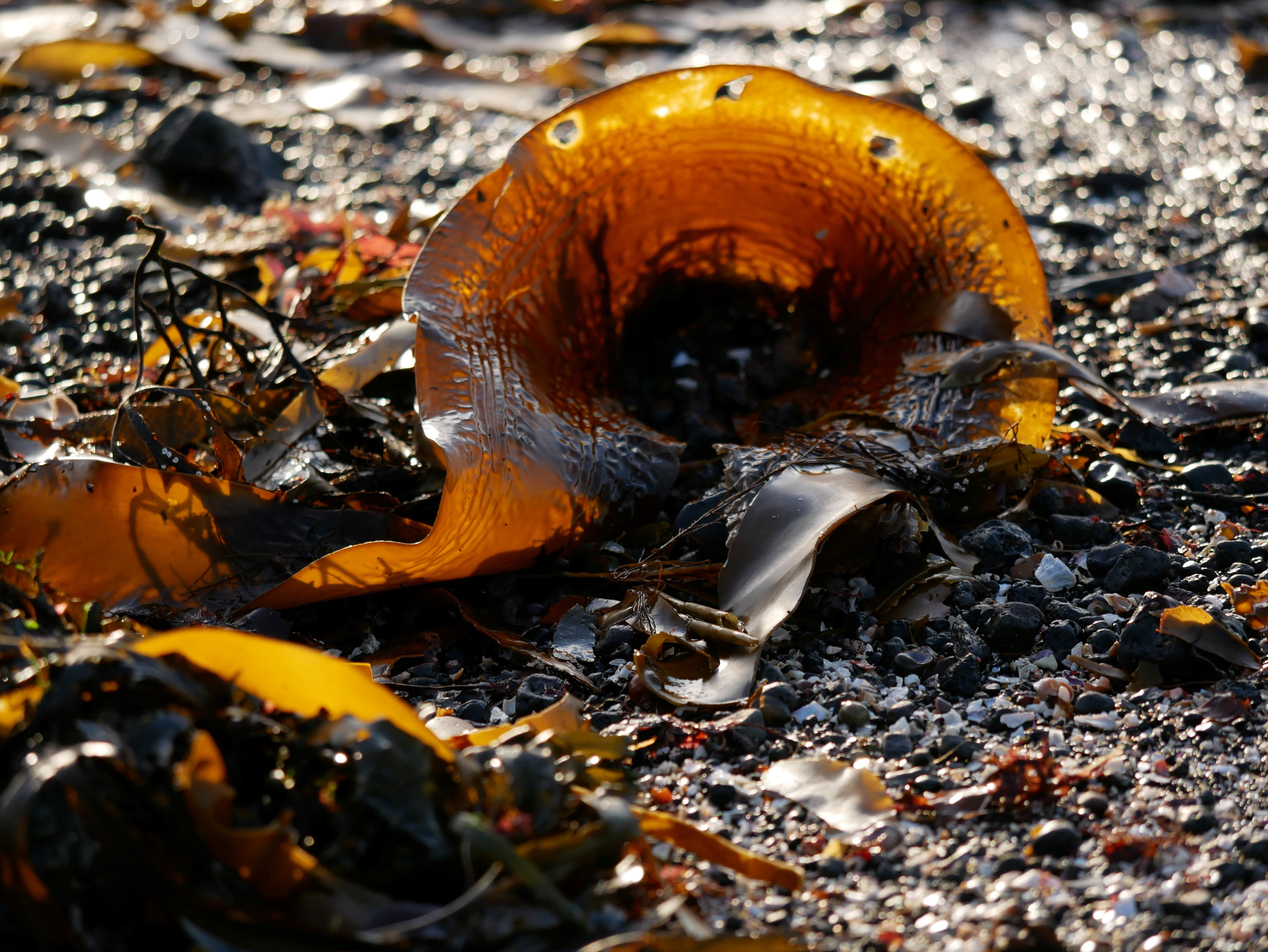 Seltjarnarnes, Reykjavik