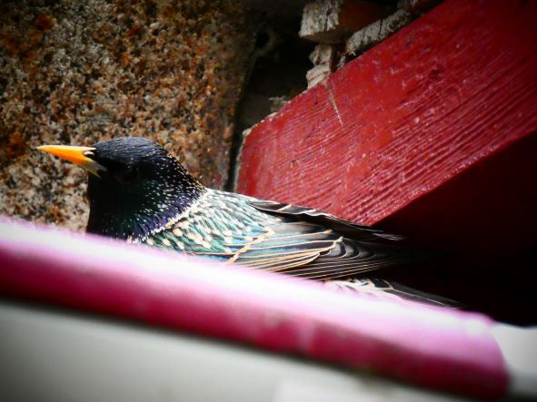 Mont Saint-Michel, Normandie, France, février 2020 / Normandy, France, February 2020