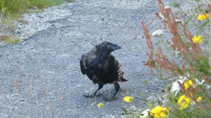 Qaqortoq, Groenland, août 2019 / South Greenland, August 2019