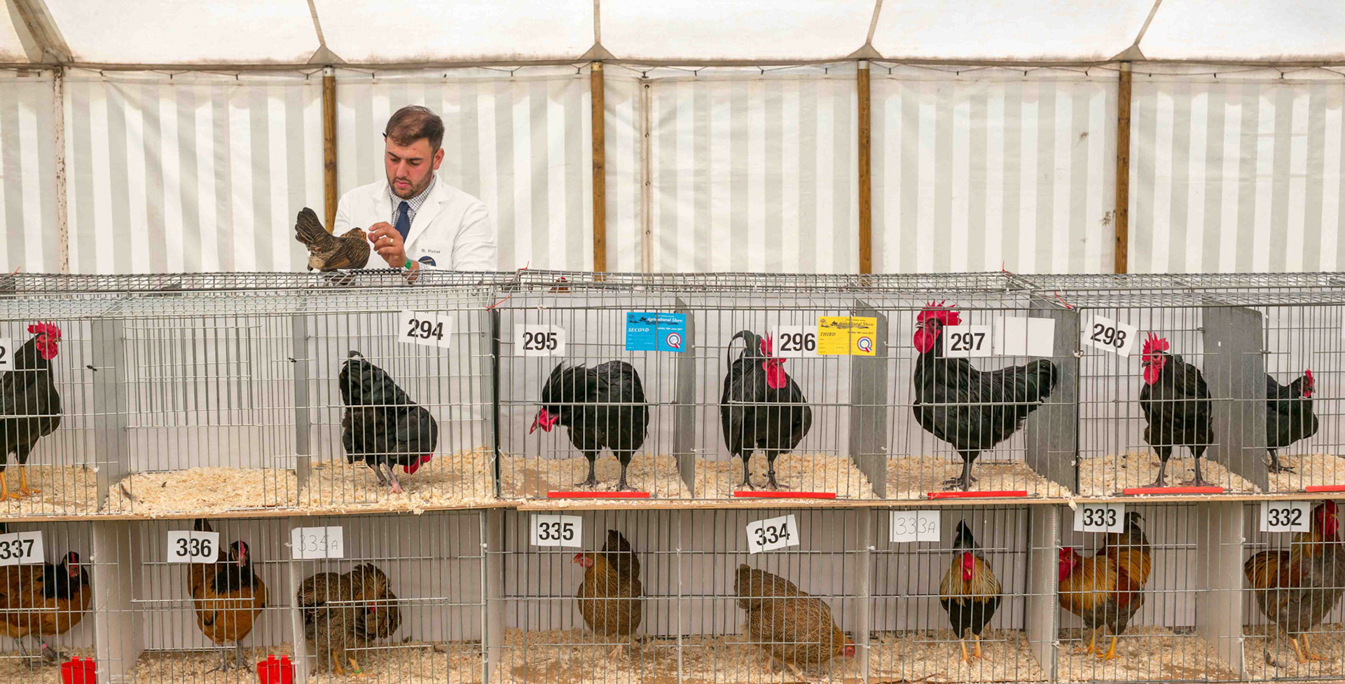 Chicken Prison - Bedale Show North Yorkshire UK 2017