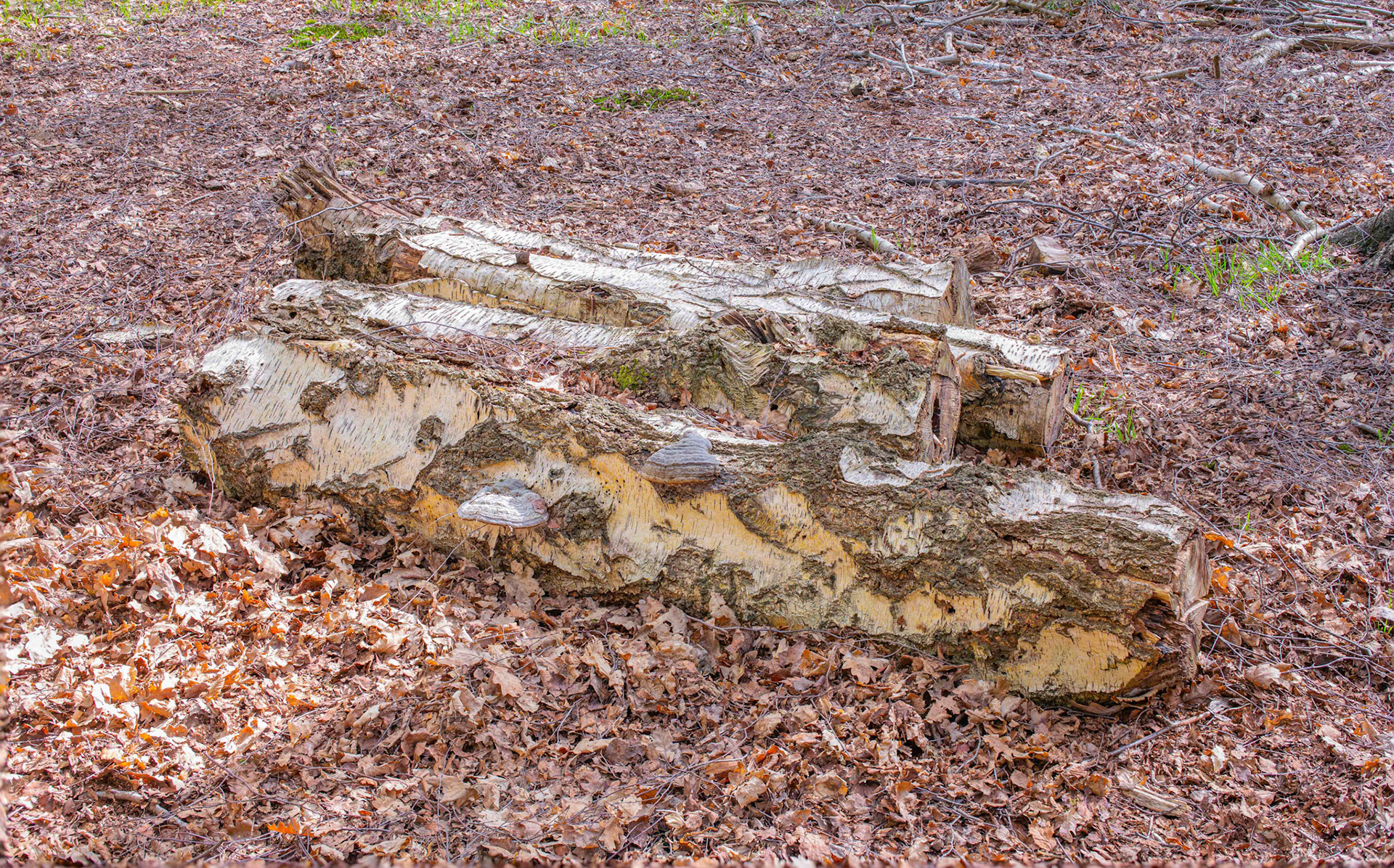 Felled Silver Birch Tree with Hoof Mushrooms - North Yorkshire UK