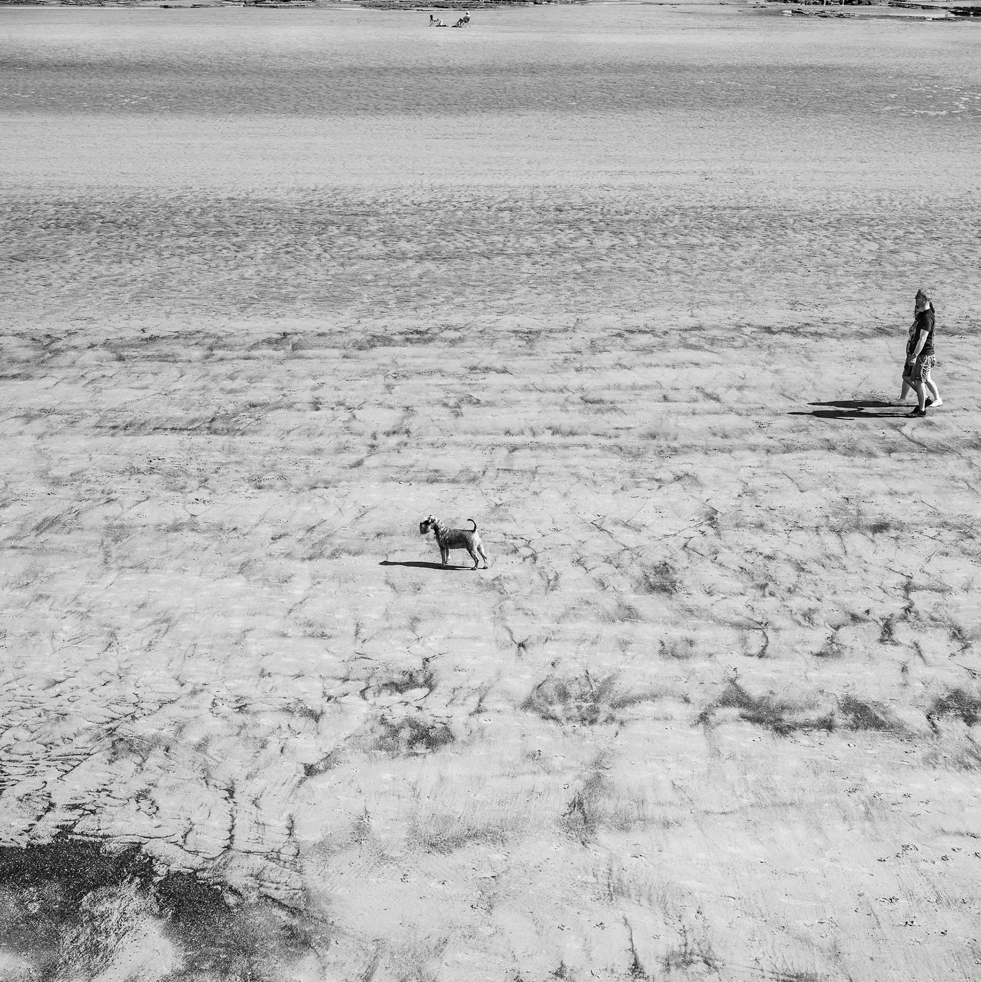 Seaton Carew Beach with Dog - County Durham 2019