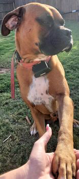 Rocco