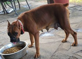 Roxy