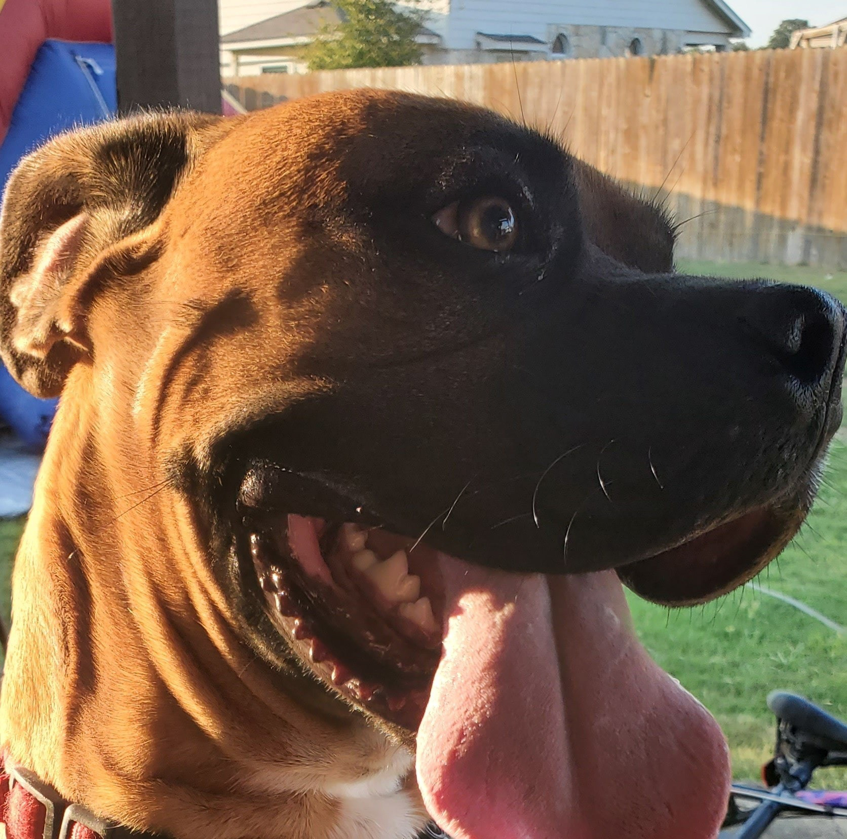 Rocco at 8 Months