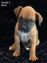Roxy as a puppy!
