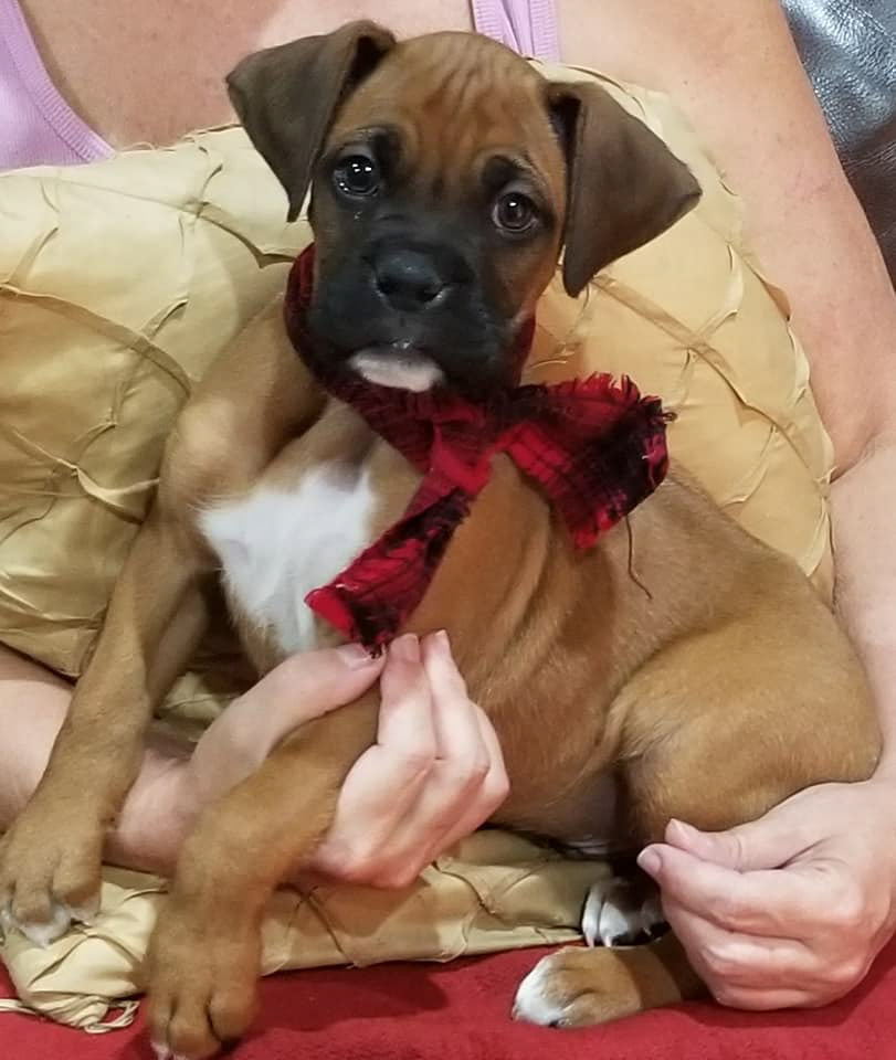 Rocco as a puppy!