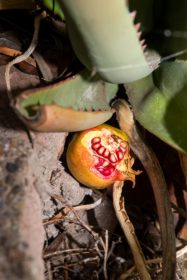 a pomegranate found in phoenix