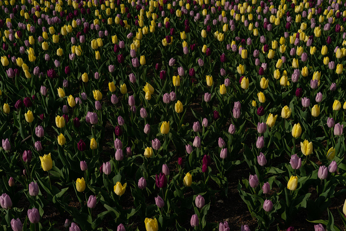 tulip season in vienna