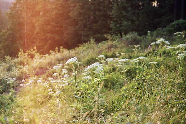 flowers in the outskirts of eugene