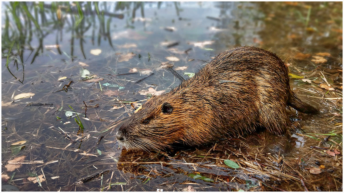 Nutria