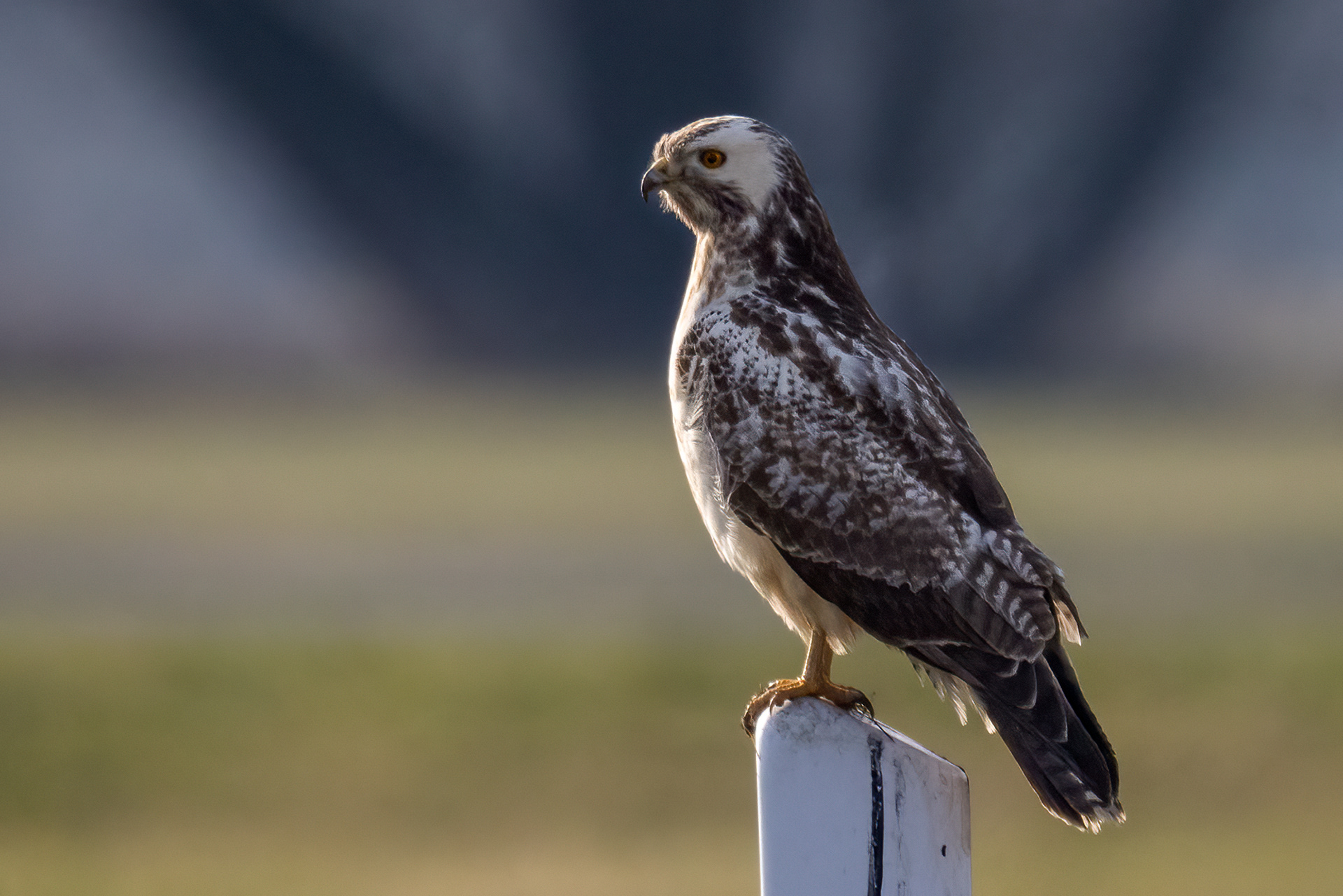 Mäusebussard