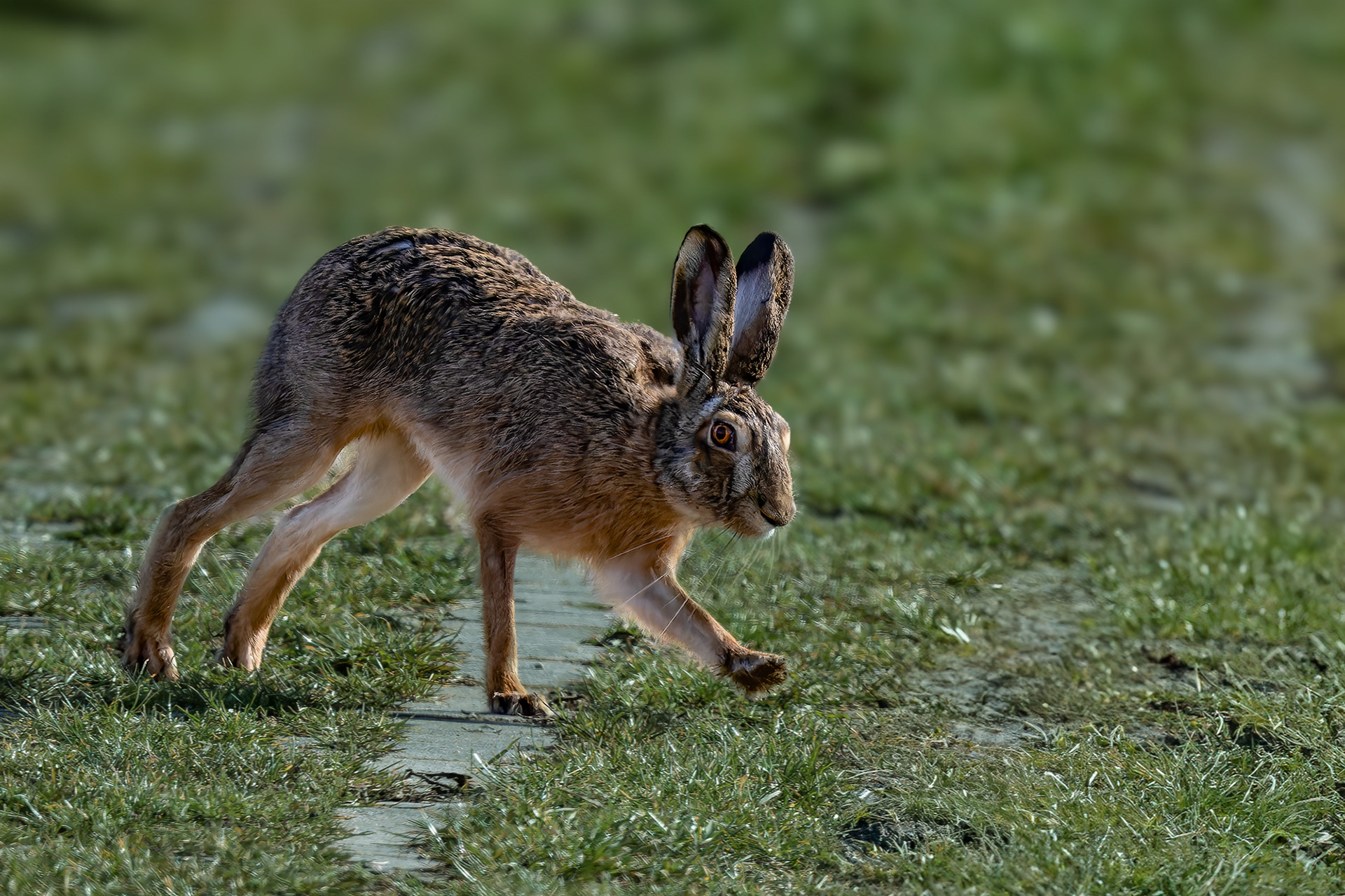 Hase