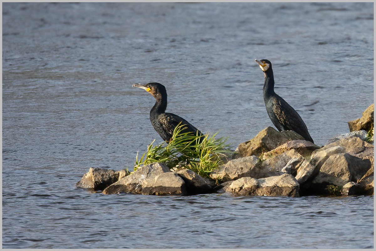 Kormoran
