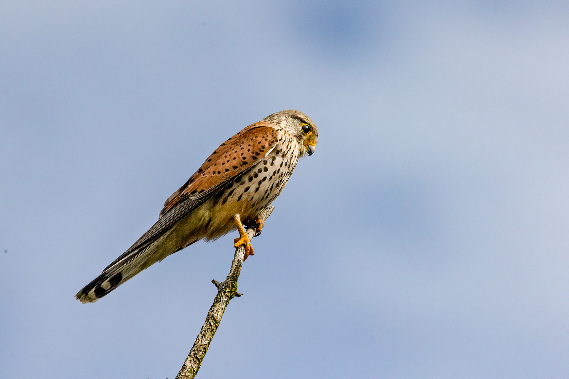 Turmfalke