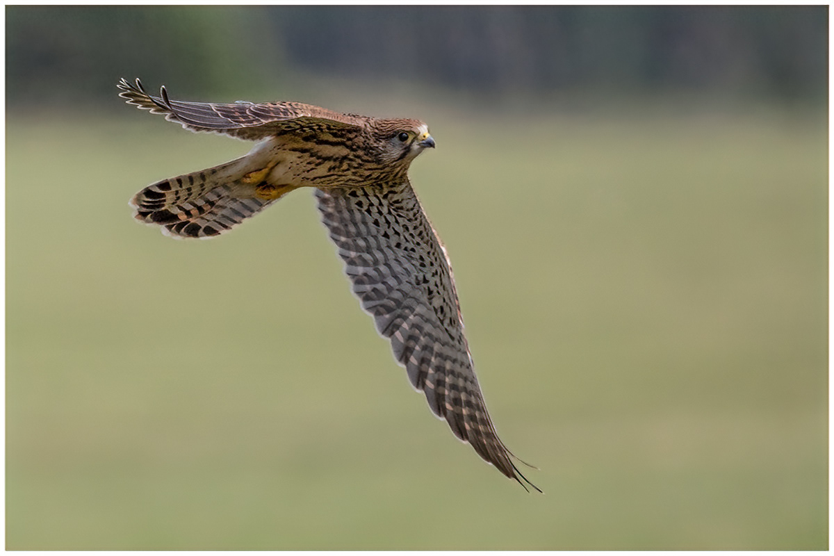 Turmfalke