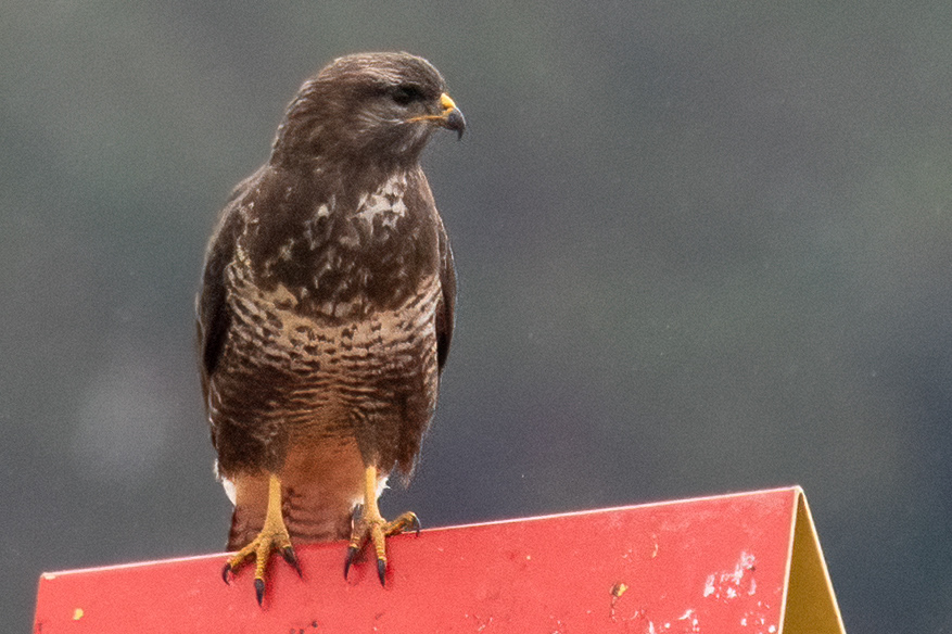 Bussard