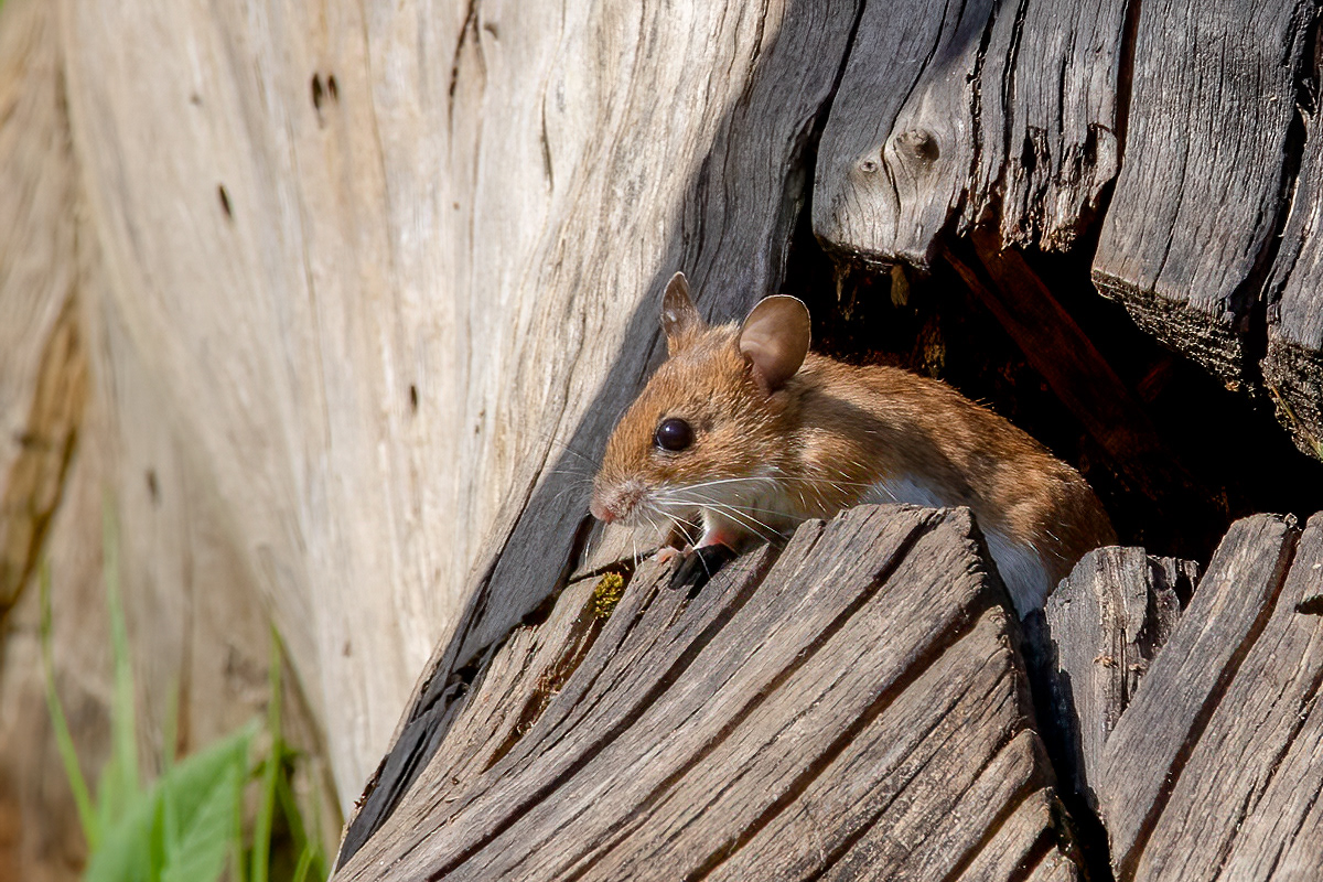 Waldmaus