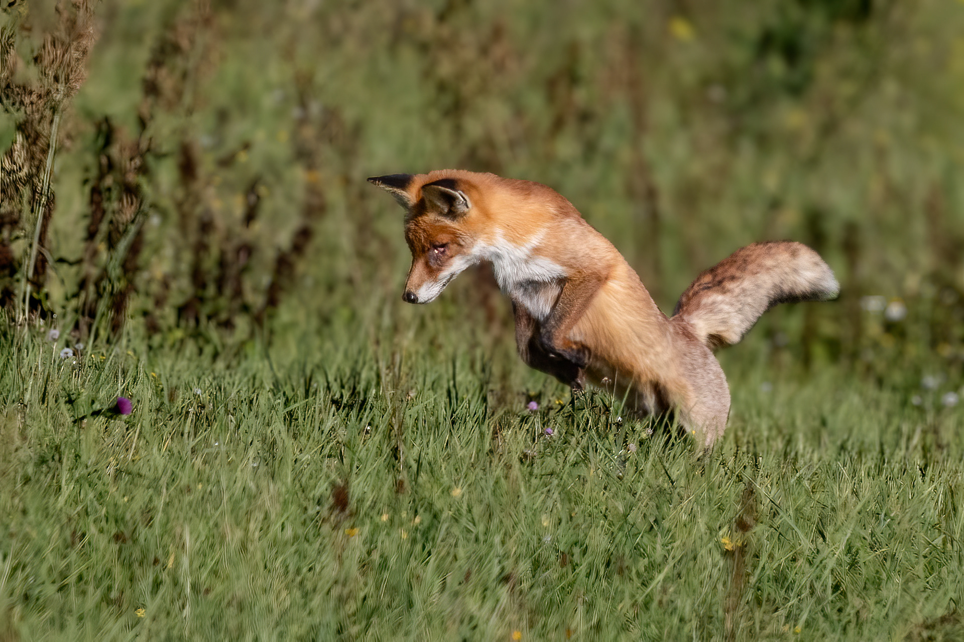 Rotfuchs