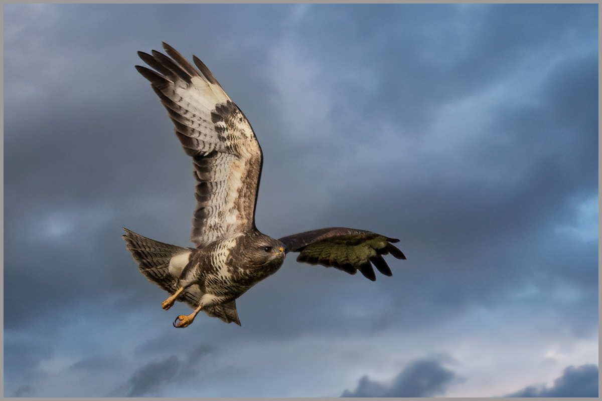 Bussard