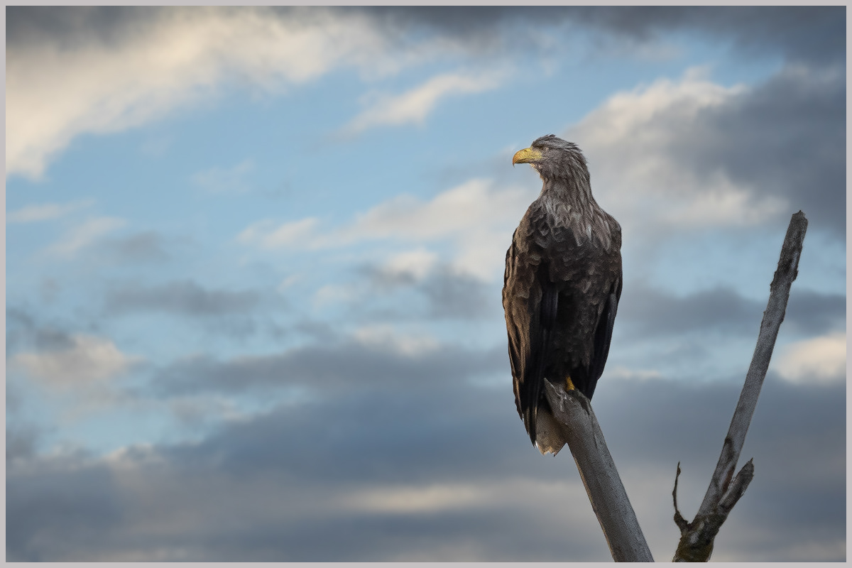 Seeadler