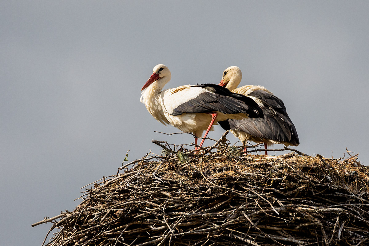 Weißstorch