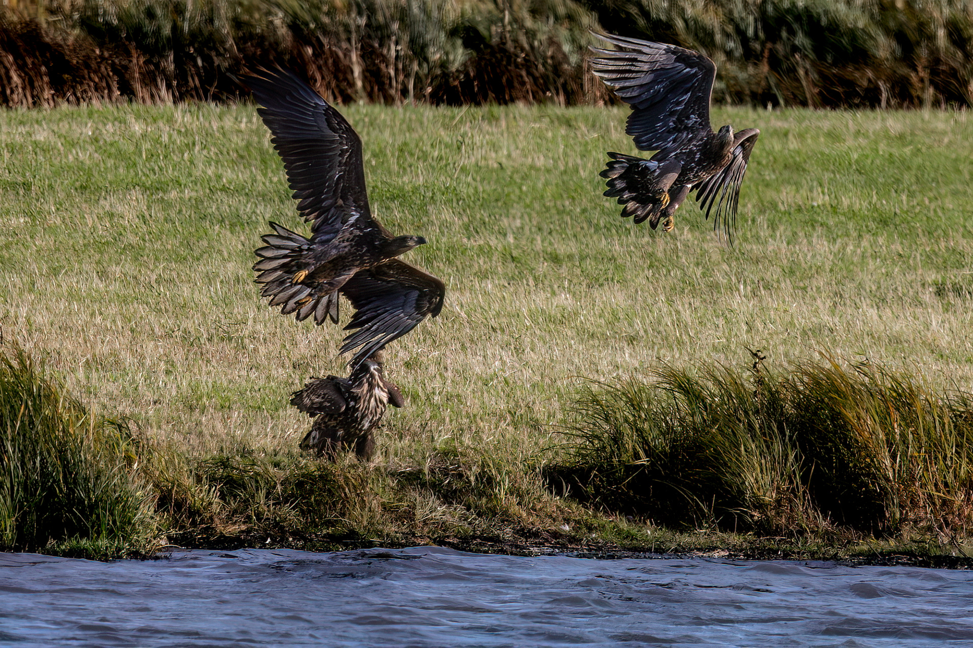 Seeadler Jungvögel