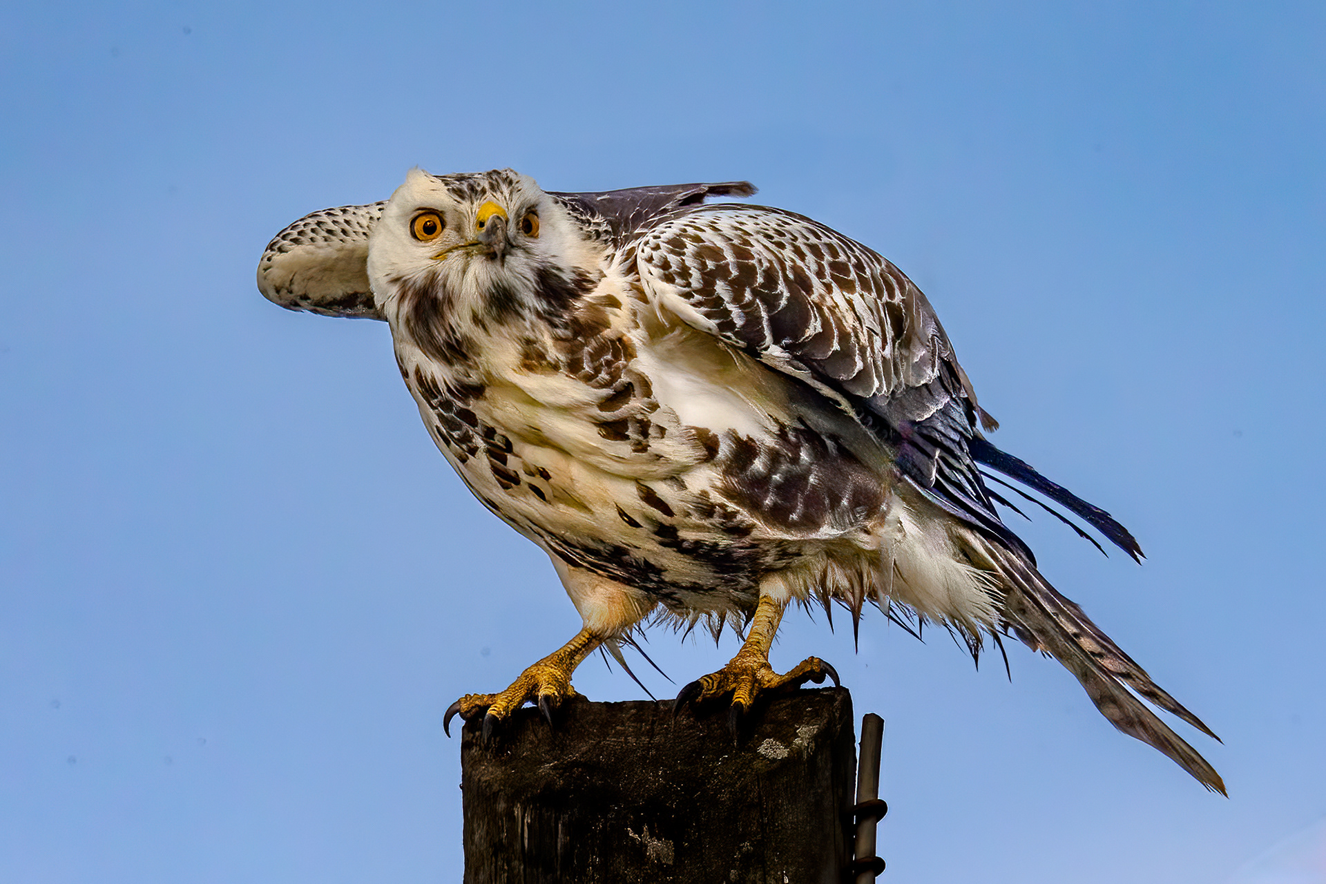 Mäusebussard