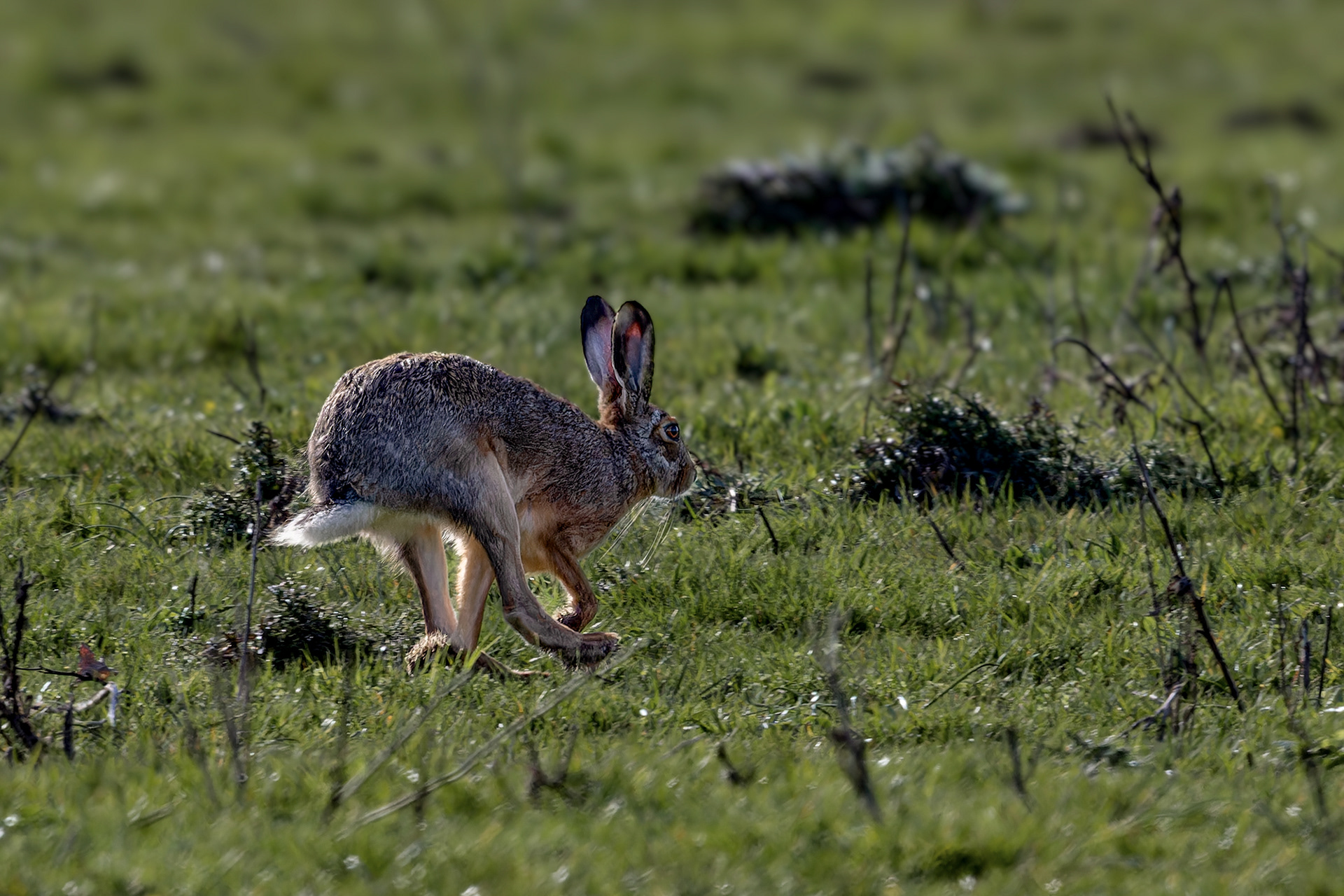 Hase