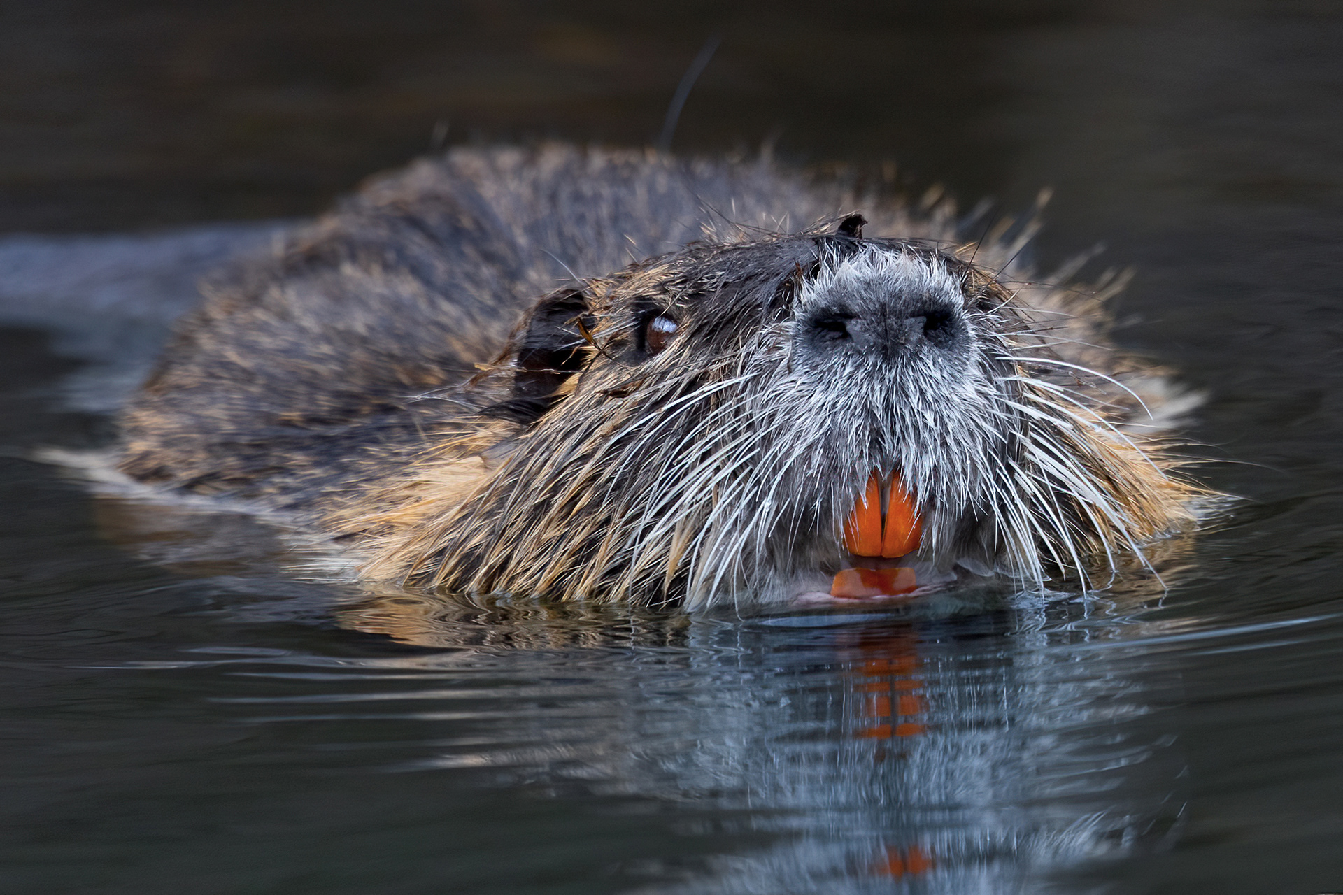 Nutria
