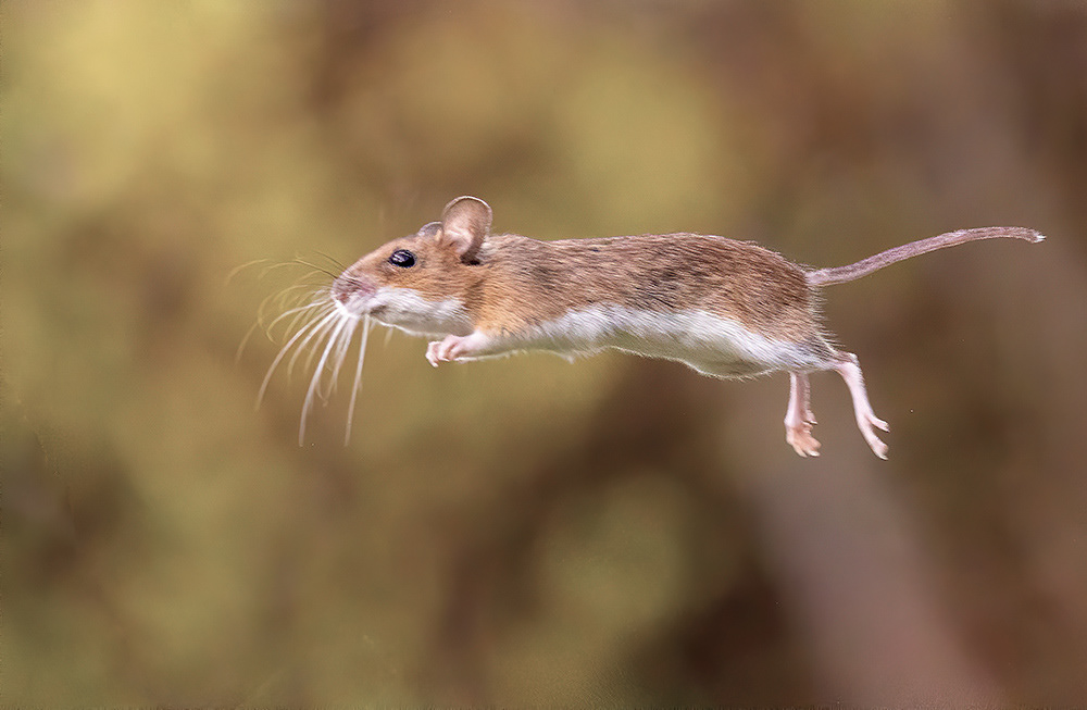 Waldmaus