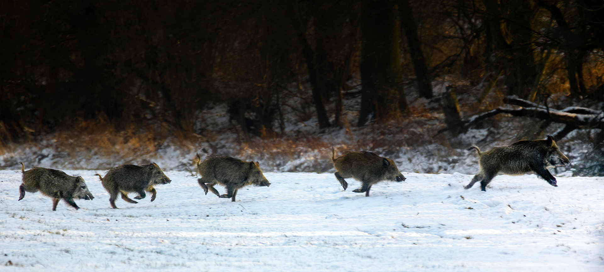 Wildschweine