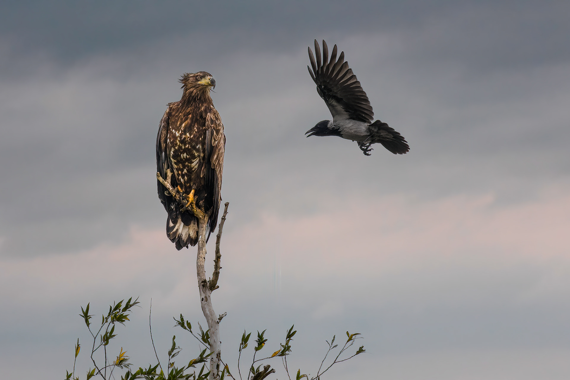 Seeadler - Nebelkrähe