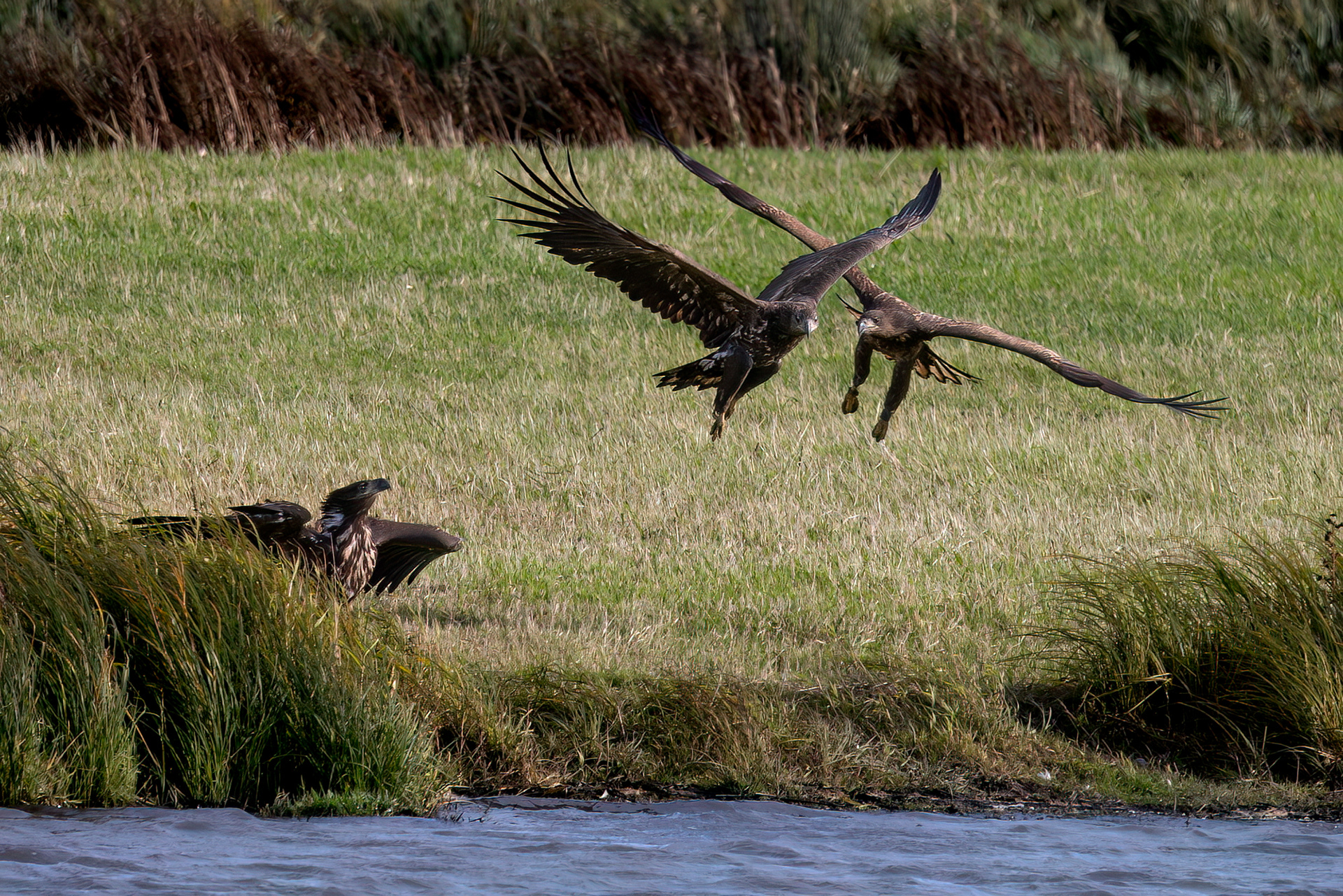 Seeadler Jungvögel
