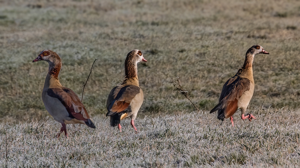 Nilgänse