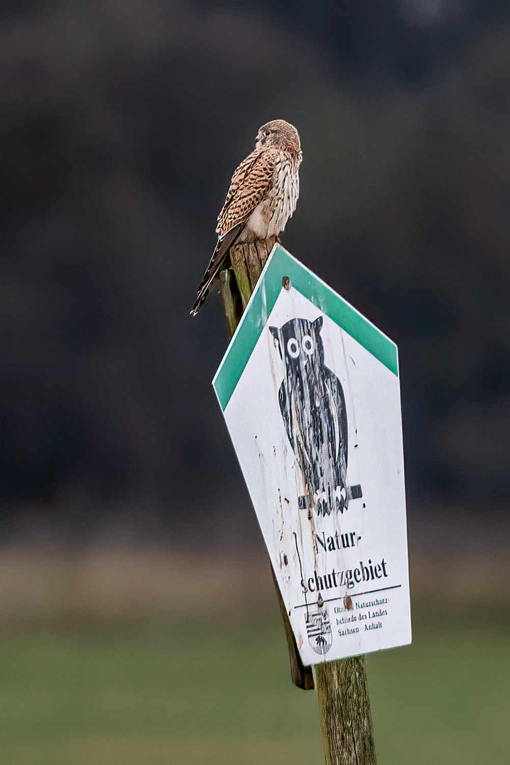 Turmfalke