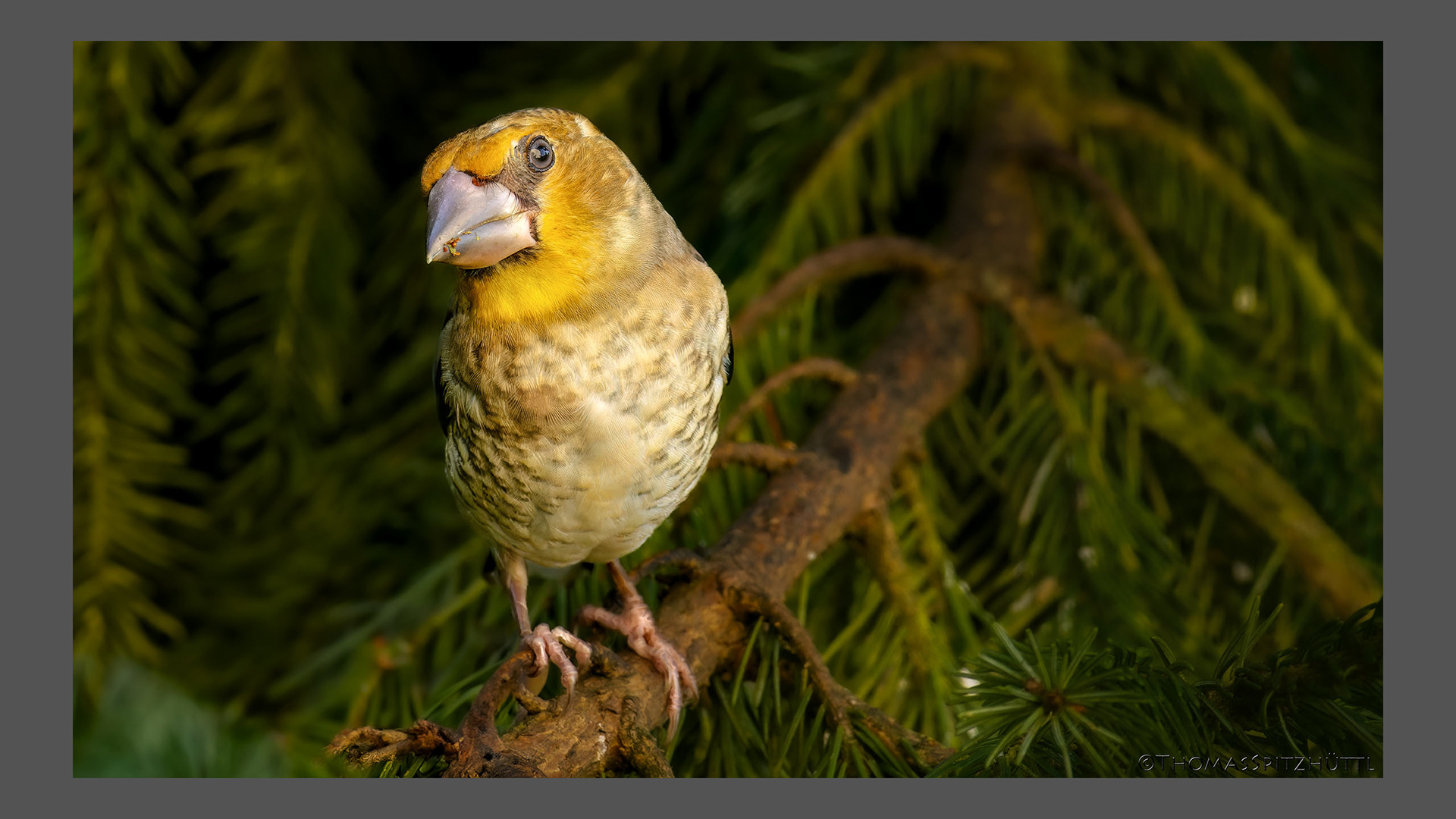 Junger Kernbeißer II