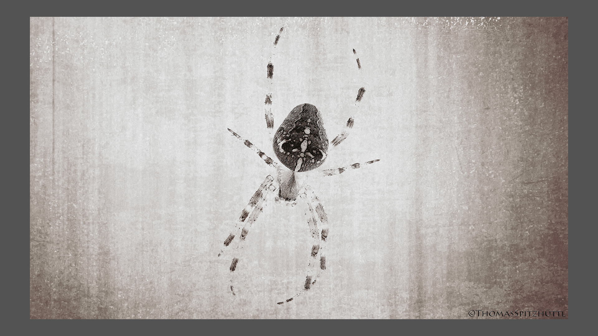 Kreuzspinne