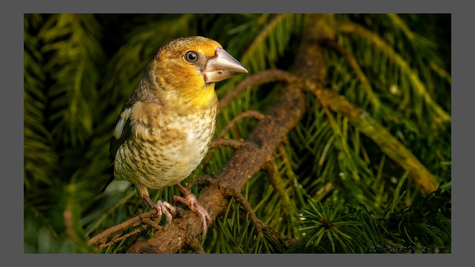 Junger Kernbeißer I