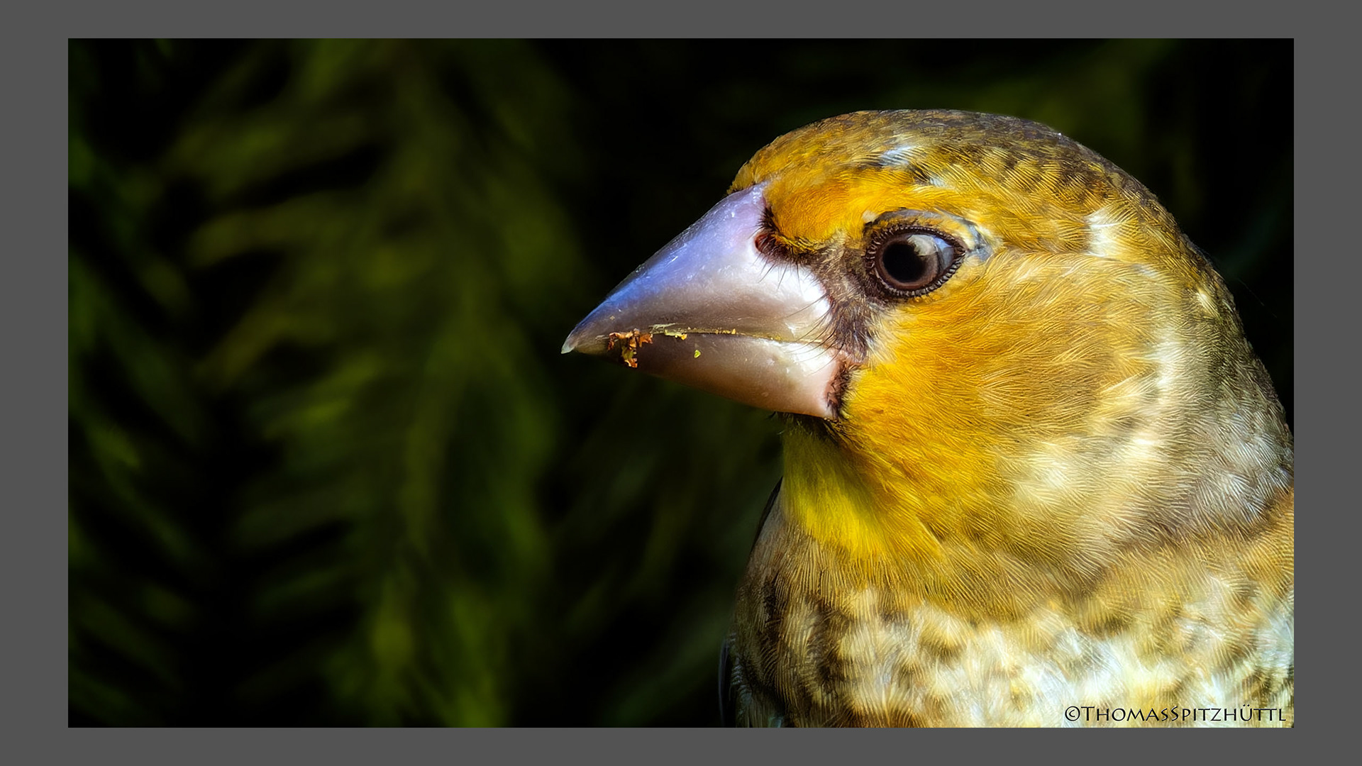 Junger Kernbeißer III