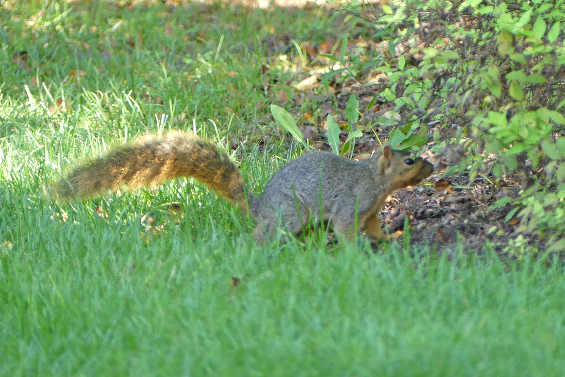 An unexpected visitor
