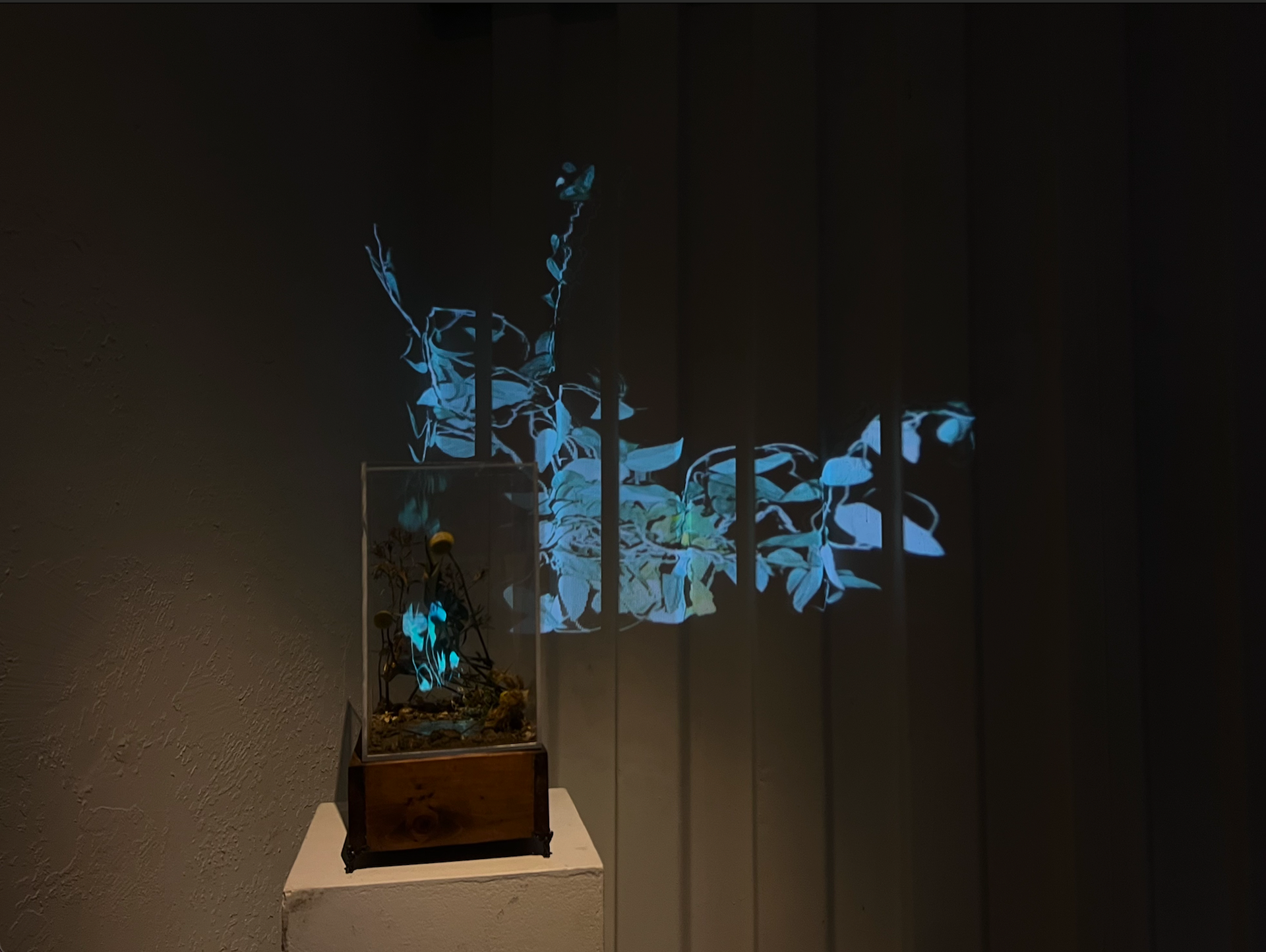 Hologram Terrarium and Vine, Studio