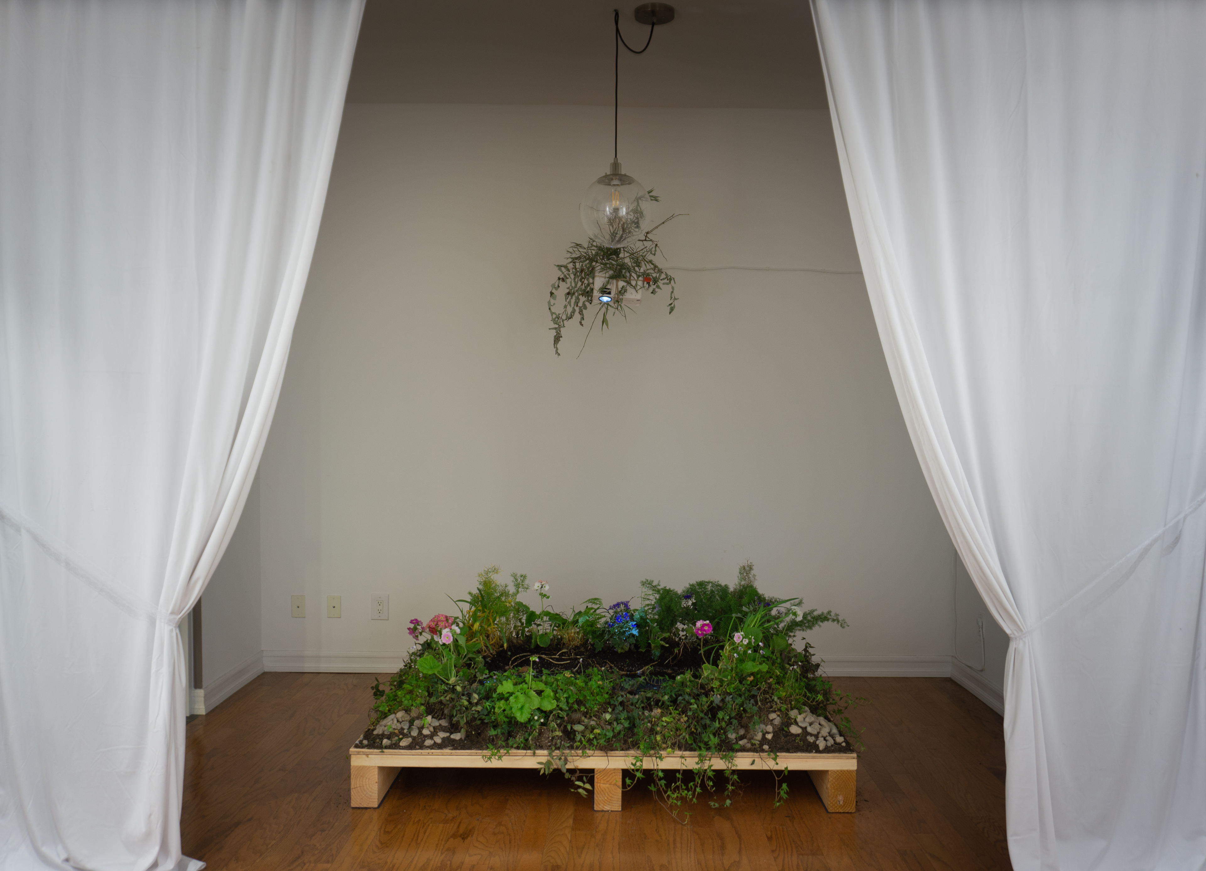 An indoor pond, "Icolette Pond", is in the center of a white walled gallery, Alt Projects. It is lush with leaves and flowers. It sits atop a wooden platform, and in the middle of two white drawn curtains. A projector is attached to the back wall, adorned with leaves and branches, projecting an image down onto the water's surface.