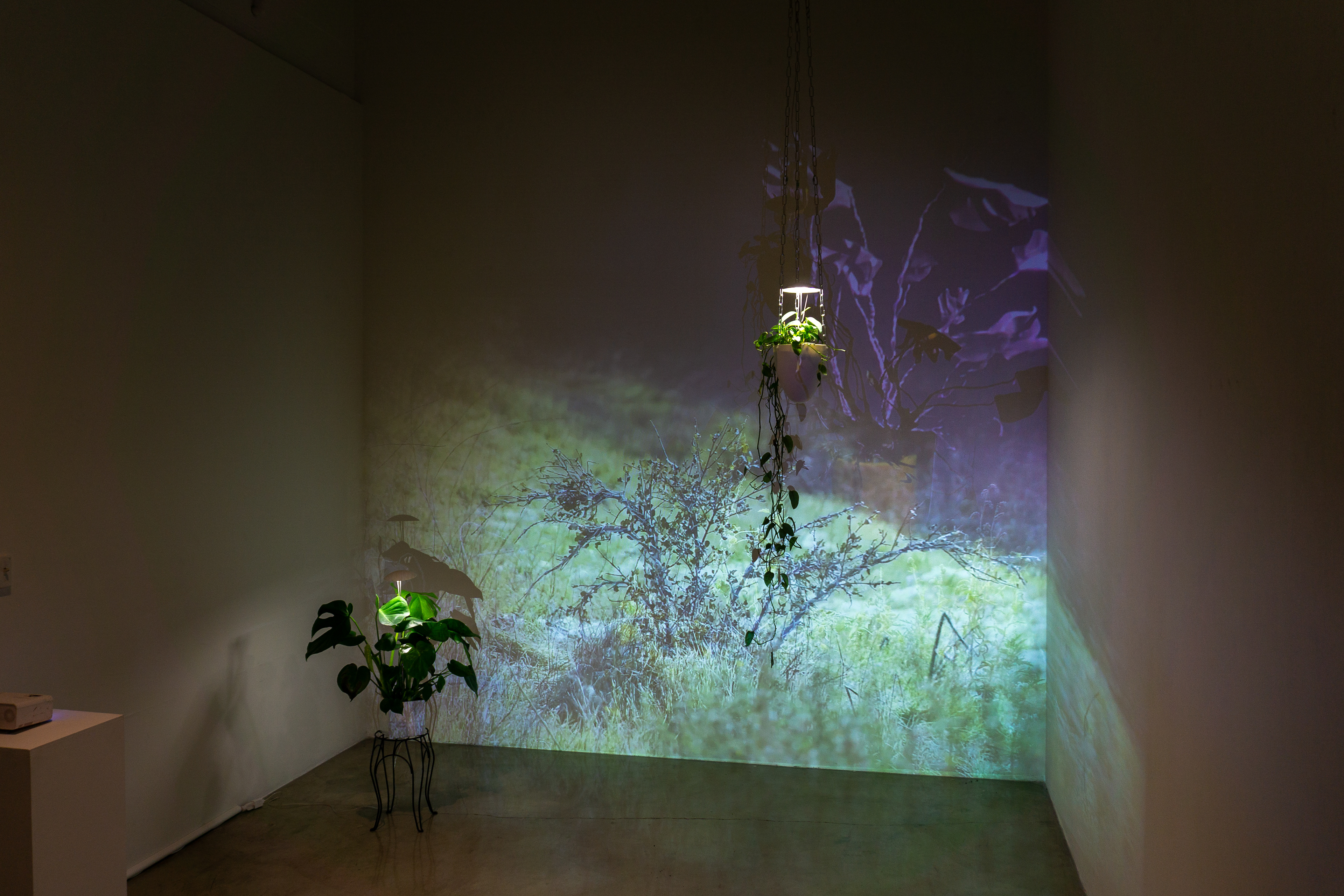 Peggy Phelps Gallery