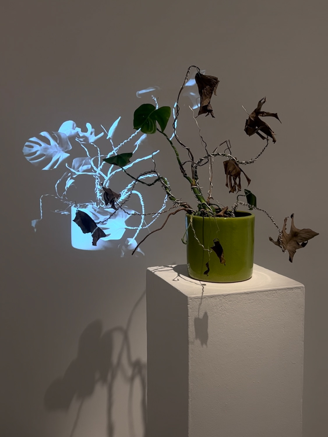 i dream of the great outdoors at CSUN Galleries
