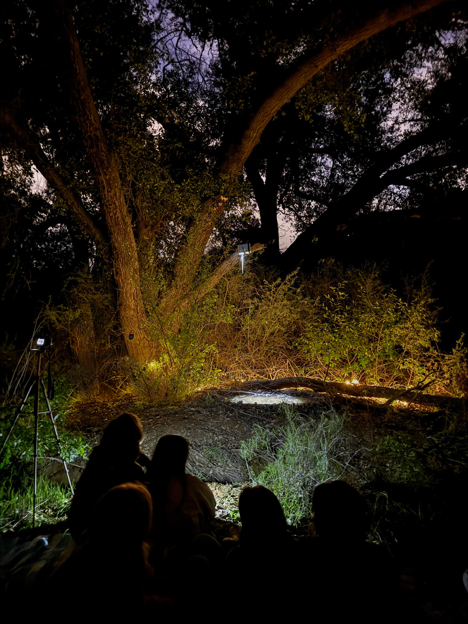 Pond, Santa Monica Mountains